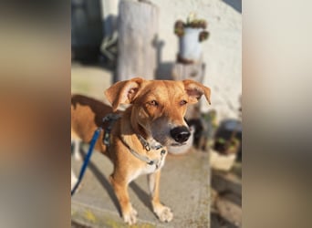 Walburga, !!! SOS !!!!  PS Oberkochen liebevolle, kleine Hündin sucht Ihr Körbchen