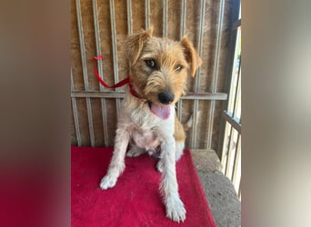 Flip, Foxterrier-Mix, Rüde, geb. am 01.01.2024, 45 cm