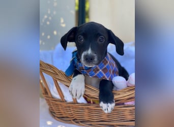 Milo LM - Zuhause gesucht – Neun kleine Hundekinder auf großer Mission