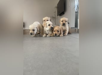 Labrador Welpen