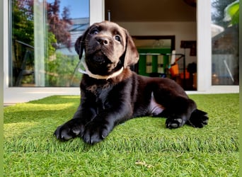Edle Labrador Welpen mit Ahnentafel, Nachkommen von Champions