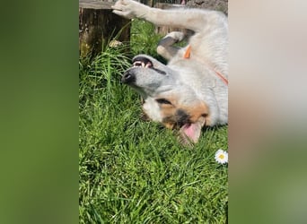 Sharky - Großer gemütlicher Bär sucht Familie zum Liebhaben (47839 Krefeld)