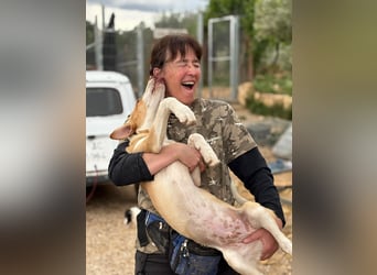 quirliger freundlicher HENRI sucht liebevolles Zuhause