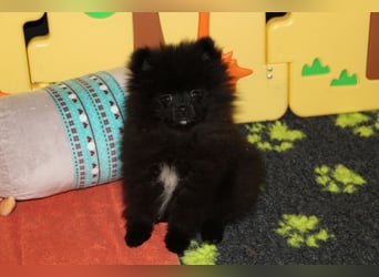 Yulie unsere kleine Pomeranian Zwergspitz Hündin mit Papieren kann ausziehen
