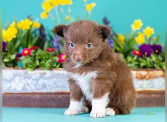 Kleinbleibende Miniature Australian Shepherd Welpen