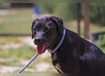 Alma,  Labrador-Mix, lieb und sozial
