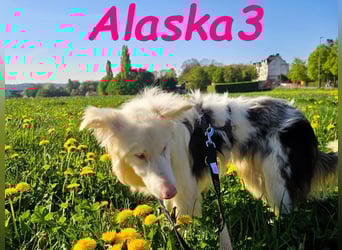 Alaska3 06/2024 (in Deutschland) - eine ganz besondere Border-Collie Hündin!