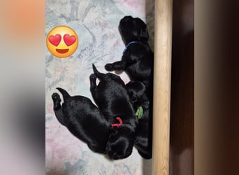 Affenpinscher Welpen WT 11.04.2025