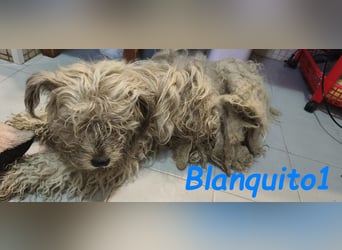 Blanquito1 03/2023 (ESP) - sanfter und liebevoller, kleiner Malteser-Mix!
