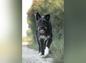 Süsse Phoebe sucht ihr Für-Immer-Zuhause!
