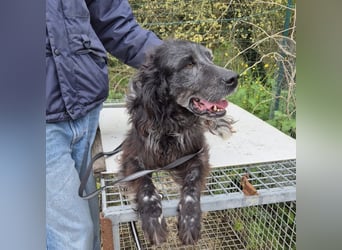 Blue - ruhiger, freundlicher Traumsetter