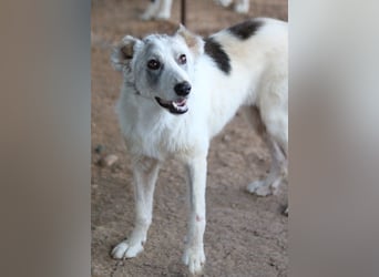 Drea, geb. ca. 09/2020, lebt in GRIECHENLAND, auf einem Gelände, Hunde werden notdürftig versorgt