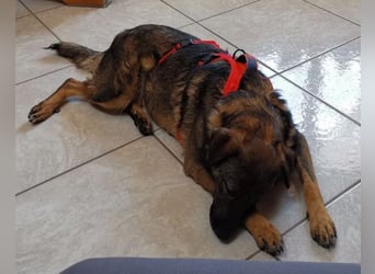 Saga ❤️ wartet in 88161 Lindenberg