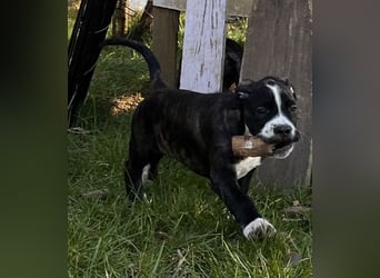 Cane Corso - Dogo Argentino Mischlingswelpe Hündin