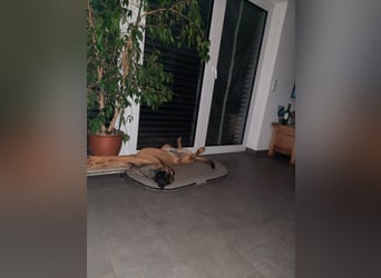 Schäferhund-Rodesien Ridgeback Michling  8 Monate