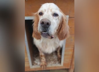 Freundlicher Trevor sucht sein Happy End