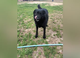 Hulla  - wunderschöne Hundedame sucht ihre Glücksfamilie