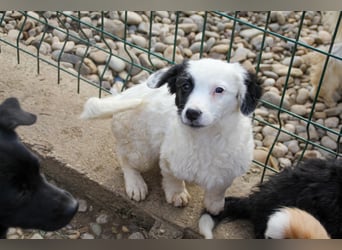 Pfiffige PUPIN - neugierig, gechillt und verschmust