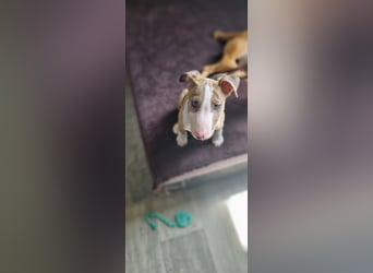Miniature Bullterrier-Australian shepherd mix
