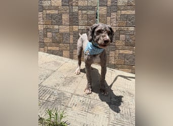 Coquito