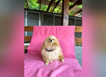 Puppe
