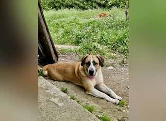 Ruhiger und gelassener Junghund WILLY (2 Jahre) sucht eine Familie
