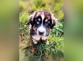 Reinrassige Australian Shepherd Welpen aus einer Spitzenverpaarung mit ASCA Papiere....