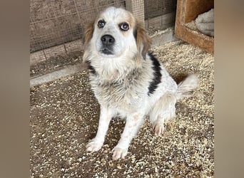 liebebedürftige FOLTI - 10 Jahre, 45cm/15kg - Mischling