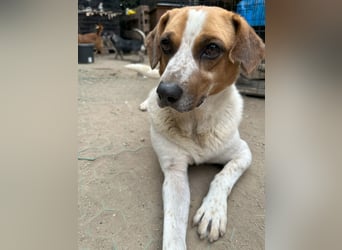BONGO, Rüde, 4 Jahre, 40cm, Beagle-Mischling, Tierschutz