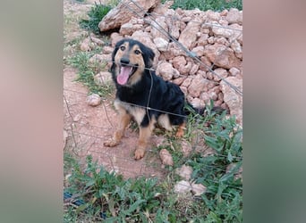 Sportlicher Collie Mix sucht sportliche Familie