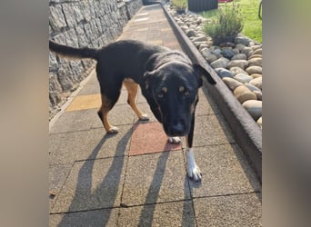 Jerry ist mein Name – und warte in PLZ 69509 auf Besuch von DIR