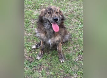 Calypso, geboren 01.07.2023, 53cm sucht sein Zuhause