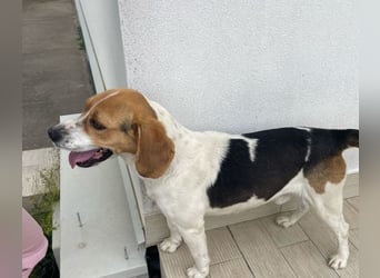 Lucky - Vier lange Jahre