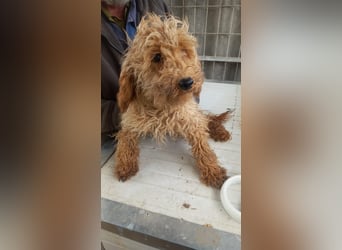 Tulipán, verspieltes Maltipoo Welpenmädchen geb. 2024