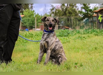 Benito, Mix Labrador / Rafeiro Alentejano, lieb und sozial