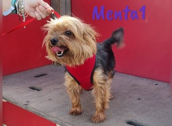 Menta1 geb. 03/19 (ESP Pflegestelle) - liebe, anhängliche und verschmuste Yorkshire-Terrier Hündin!