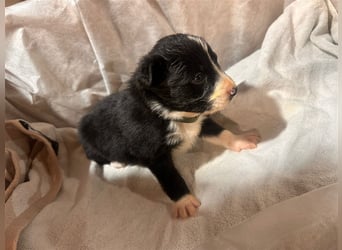 Border Collie Welpen