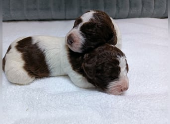 Welpen Lagotto Romagnolo