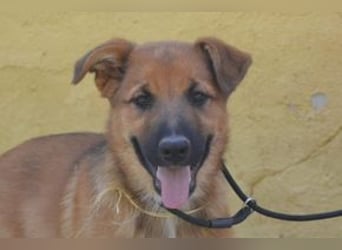 Sunny, ein verspieltes Hundekind auf der Suche nach einem Zuhause fürs Leben