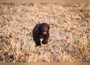 Irish Water Spaniel Welpen / Nichthaarend / FCI - VDH Zucht