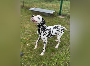Dius, 3 Jahre, 57cm sucht ihr Körbchen
