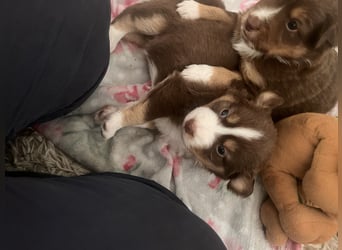 Mini Australien Shepherd Welpen suchen Traumzuhause