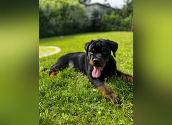 Rottweiler Welpe