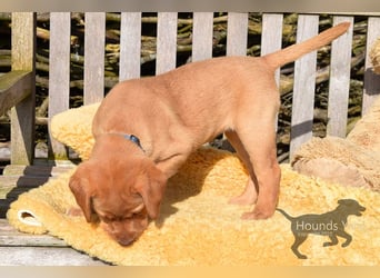 Acht reinrassige Labrador Welpen auf dem Weg in ihr neues Leben...