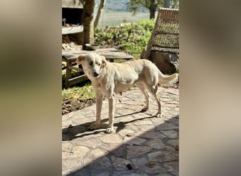 Miranda - Familie fürs Leben gesucht (82041 Deisenhofen)