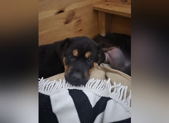 Rottweiler Schäferhund Mix