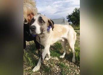 Pancho, ein zarter großer Rüde