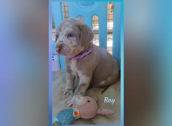 Labrador Aussiedor Welpen  in silber und silber merle aus liebevoller Zucht