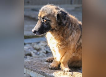 Lieber ELMO - Wer bringt seine hübschen Augen zum Strahlen und gibt ihm eine liebevolles Zuhause?