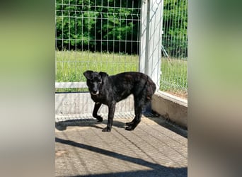 zierliche kleine Terrier Mischlings Hündin Lilly sucht ein Zuhause oder PS
